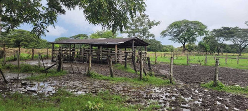 Imagen 2 de 6 de Finca En Los Obispos, Barinas A 30 Min. De Barinas