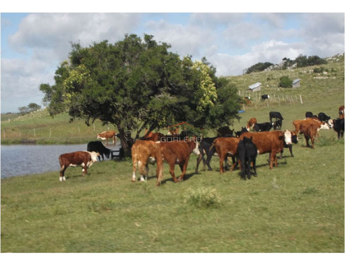Imagen 12 de 21 de Campo En Uruguay, Aiguá, Ruta 13