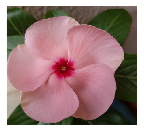 Kit Vinca Maria Sem Vergonha + 1600 Sementes Flor 11 Horas