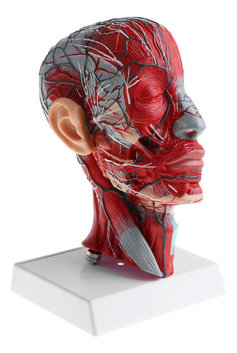 1: 1 Modelo Anatómico Humano Estructura De Cabeza Cráneo