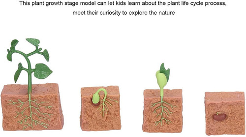 Zerodis Ciclo De Vida De Una Planta De Frijoles Verdes, Mode