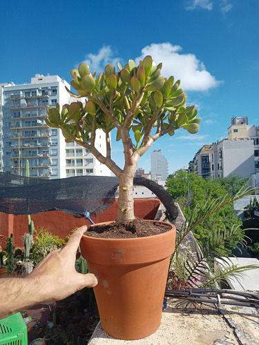 Hermoso Árbol De Jade