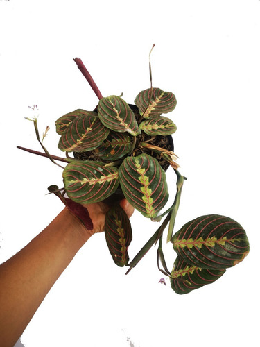 Maranta Leuconorea - Planta Sapito 