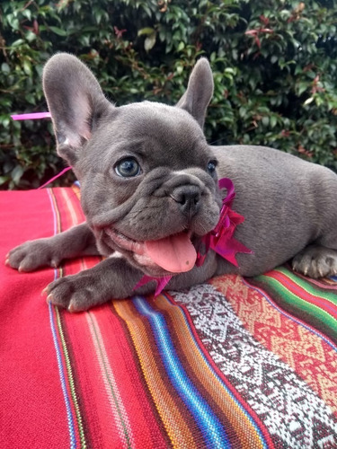 Hermosa Cachorra Bulldog Francés Manto Blue Perros 