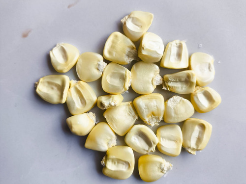 Semilla Maiz Blanco Nativo Criollo Para Siembra 100 Semillas