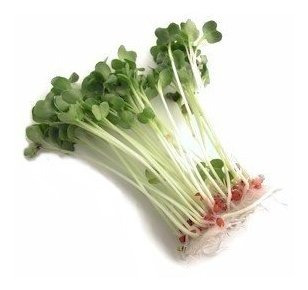 Brote Alfalfa Sin Quimicos. 1lb Para Ensaladas. Puede
