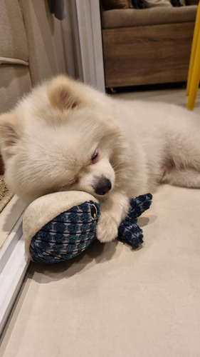 Baleia De Pelúcia Macia Para Cachorro Com Apito Cor Azul E Branco