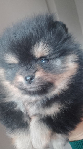 Pomerania Cachorro