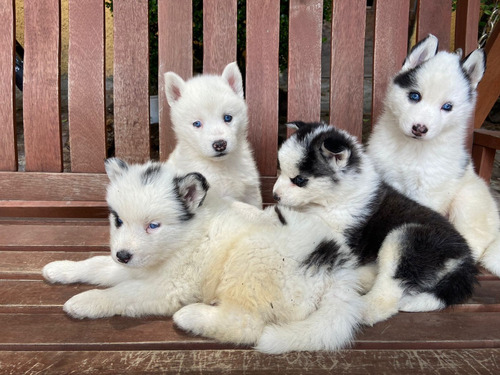 Cachorros Husky Siberiano 