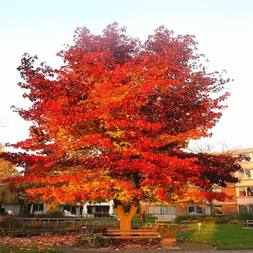 Arbol Liquidambar, Ornamental, Hermoso 1,10m - Huella Jardin