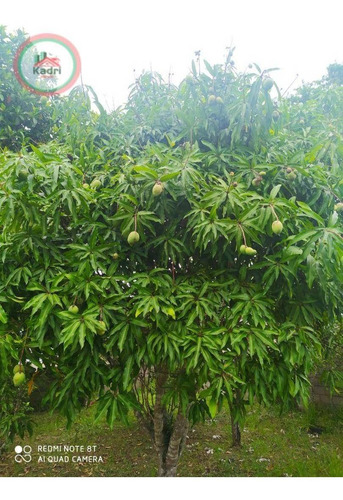Imagem 8 de 20 de Belíssima Chacara Em Jacareí - Ch0008