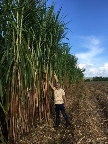 5 Kg De Semillas De Pasto Cuba 22, Alta Produccion
