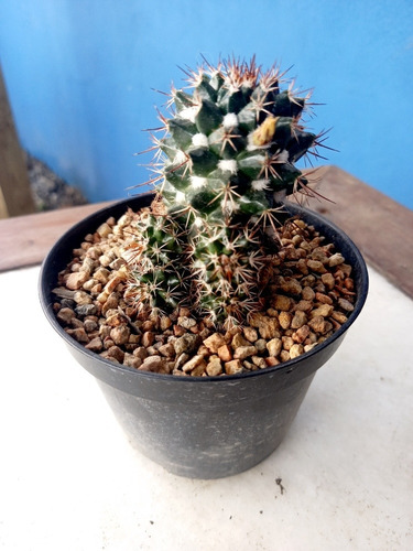 Imagem 7 de 9 de Muda Cactos Semi Rare Cactus