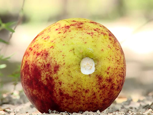 Mangaba Fruta Rara Exótica Do Cerrado - 20 Sementes P/ Mudas