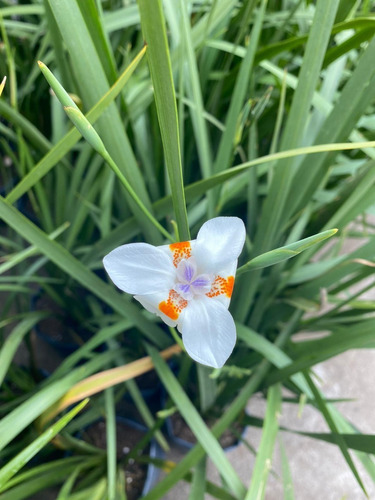 Diete  -dietes -   Herbácea - Planta - Cantero 