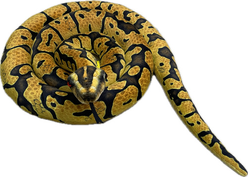 Cobra De PelĂșcia Grande Realista 200cm Piton Anaconda Snake