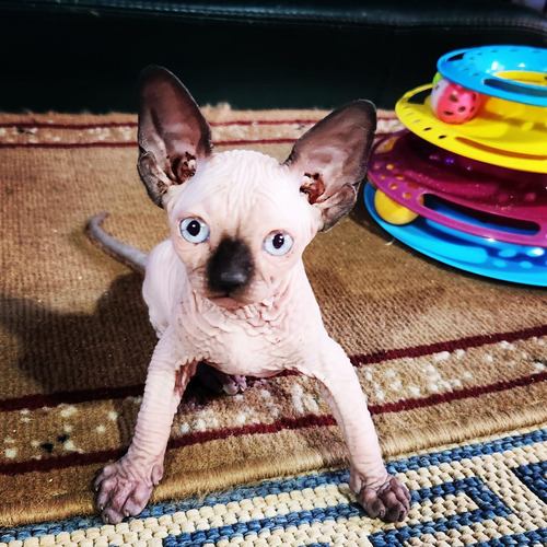 Divinos! Gatos Esfinge. Sphynx. Pelados. Sin Castrar! Seña.