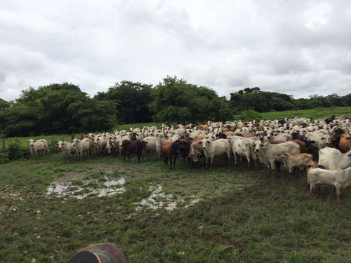 Imagen 4 de 21 de Finca Cerca De Rio Tiznado A 50 Km De Calabozo