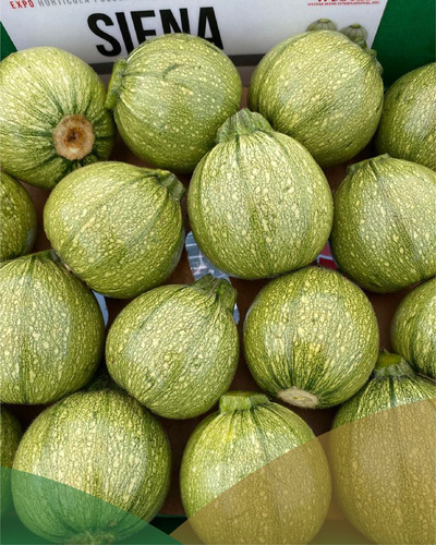 Semilla De Calabaza Redonda Hibrida Siena F1 Westar Seeds