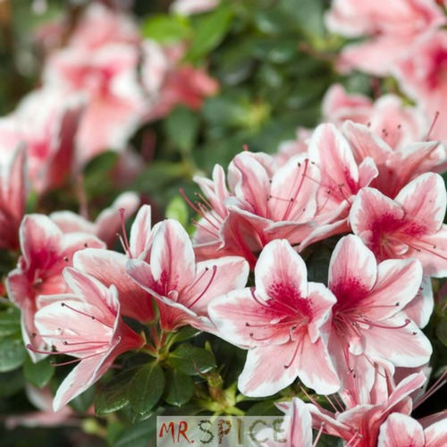 500 Sementes Da Flor Mini Azaleia De Cores Sortida P/ Jardim