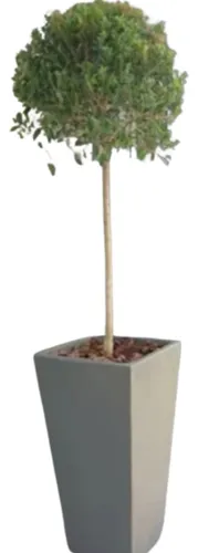 comprar Planta Eugenia Topiaria Con Maceta Piramidal En Fibrocemento