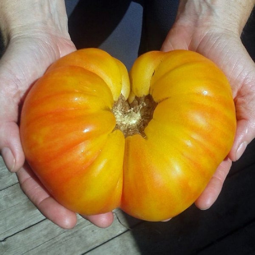 Tomate Gigante Old German - Inacreditável!! Crioulo De Usa