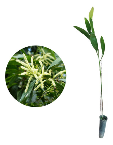 Muda De Acácia Mangium Pronta Para Plantio 10 Cm A 40 Cm