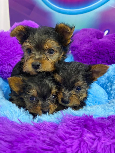 Yorkshire Terrier, Yorkie Cachorros Mini Teap Cup