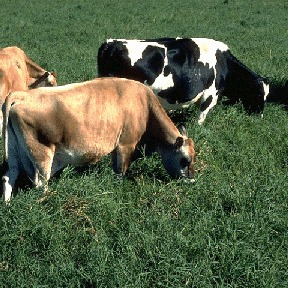 Semilla Pasto Bermuda Gigante Zacate Forrajero Saco 20 Kg