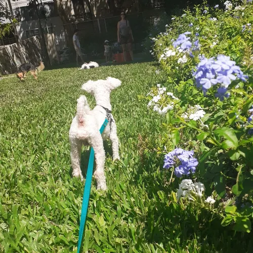 Perro Caniche Mini Toy P Cruzar C Perra, Excelente Compañero