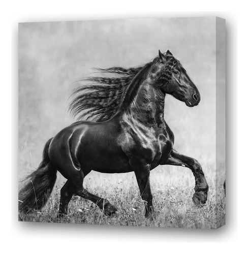 Cuadro 20x20cm Caballo Foto Blanco Negro Pradera