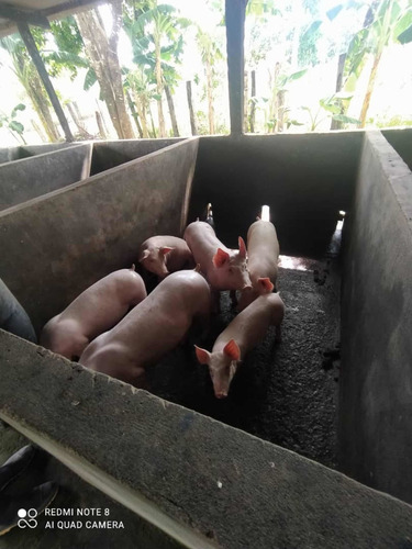 Imagen 12 de 13 de Finca Productiva En Tachira