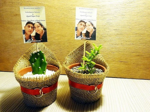 Regalos Matrimonios Cactus Suculentas,con Mensaje Y Anillos (Usado)