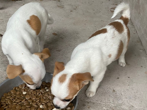 Imagen 3 de 4 de Lindos Cachorros Chihuahua Toy Cabeza De Manzana
