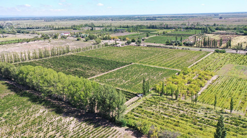 Se Vende Viñedo De 9ha En San Rafael - Mendoza