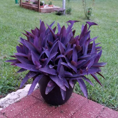20 Mudas Setecresia (trapoeraba Roxa) - Graúdas 20cm Altura