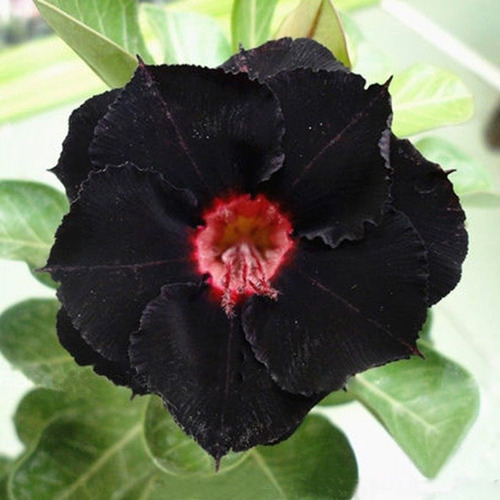 Kit 18 Sementes Rosas Do Deserto Negras Mistas Para Mudas