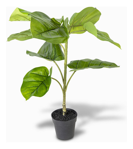 Ficus Sombrilla 50cm Ambiente Living