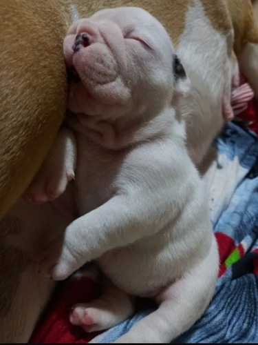 Imagen 1 de 5 de Cachorros Bulldog Inglés 100%originales+garantía
