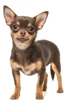 Comprar Chihuahua Cachorros Sanos Y Socializados Atención Personal