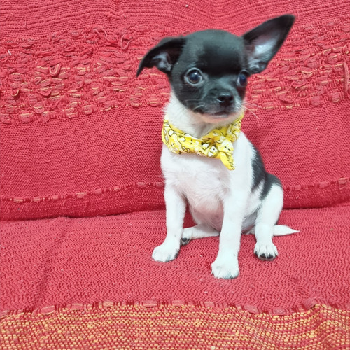 Chihuahua Macho