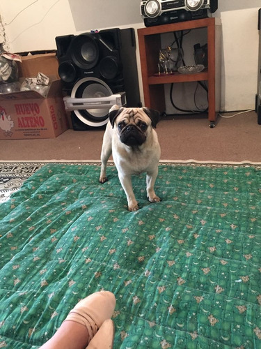 Pug Macho Semental