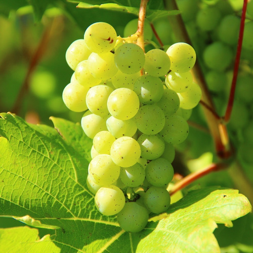 2 Mudas De Uva Thompson Enxertada Sem Caroço Rápida Produção