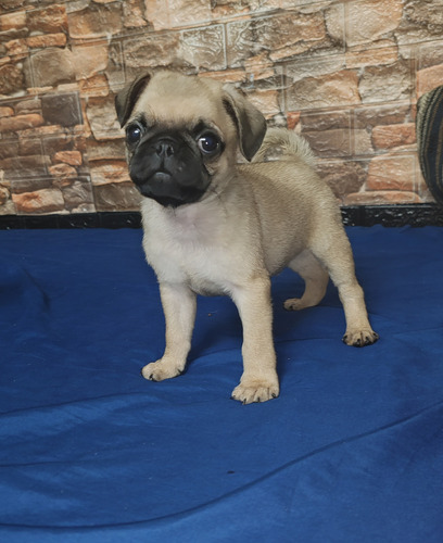 Cachorros Pug Carlino 