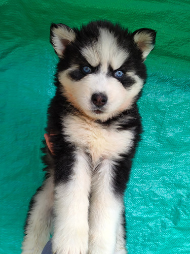 Imagen 6 de 10 de Husky Siberianos