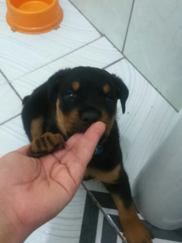 Canil Belas Artes: Lindos Filhotes Rottweiler Cabeça De Tour