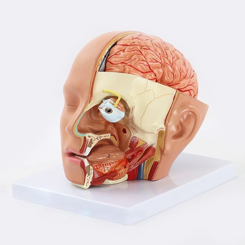1:1 Modelo Anatómico De Estructura De Cerebro Humano