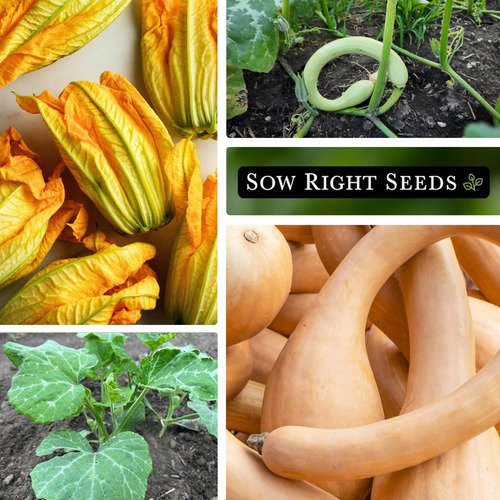 Sow Right Seeds - Semillas De Calabaza Tromboncino, 5g