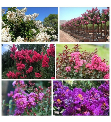 Semillas De Árbol De Júpiter, Crespón Con Flores Mix Colores