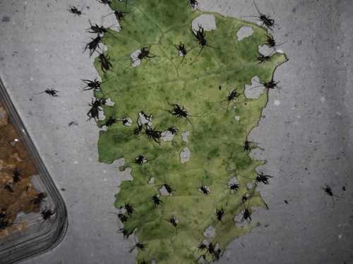 Imagem 4 de 5 de Grilo Vivo Alimentação Animal 200un